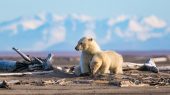 La actividad humana y el calentamiento global han alterado su hábitat.