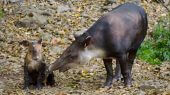 Hace unos días se dio la buena noticia del nacimiento de un ejemplar de tapir en Nicaragua.