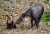Hace unos días se dio la buena noticia del nacimiento de un ejemplar de tapir en Nicaragua.