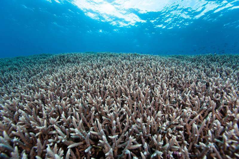 Si las temperaturas del océano no bajan en las próximas dos semanas, el estrés por calor podría inclinar a los arrecifes a otro evento generalizado.