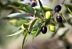 Aceite de oliva en riesgo por bacteria