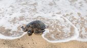 Tortugas marinas anidan en playas de Florida por contingencia