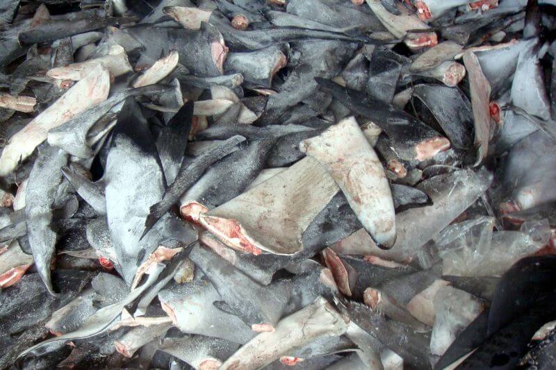 Aletas de tiburón traficadas en Japón vienen del Pacífico