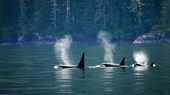 Ballenas se benefician de la cuarentena