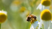 CE anuncia nuevas estrategias para la protección de la biodiversidad