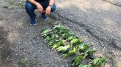 Encuentran caja de loros muertos en Guatemala