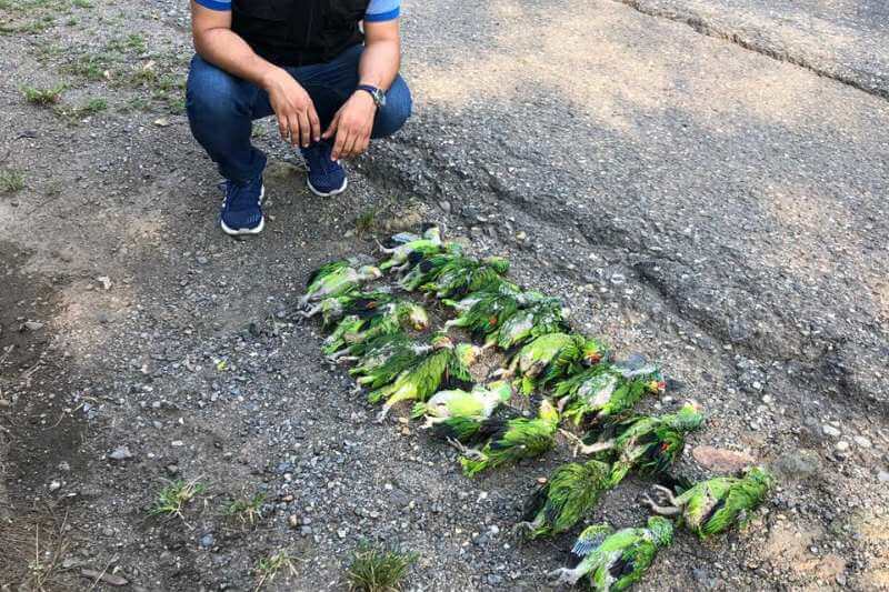 Encuentran caja de loros muertos en Guatemala
