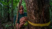 Panamá estudia el futuro de los bosques