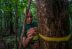 Panamá estudia el futuro de los bosques