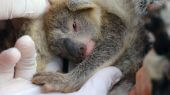 Parque en Australia recibe su primera cría de koala después de devastadores incendios