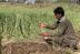 Escasez de trigo en Pakistán está llevando a la población a una crisis alimentaria