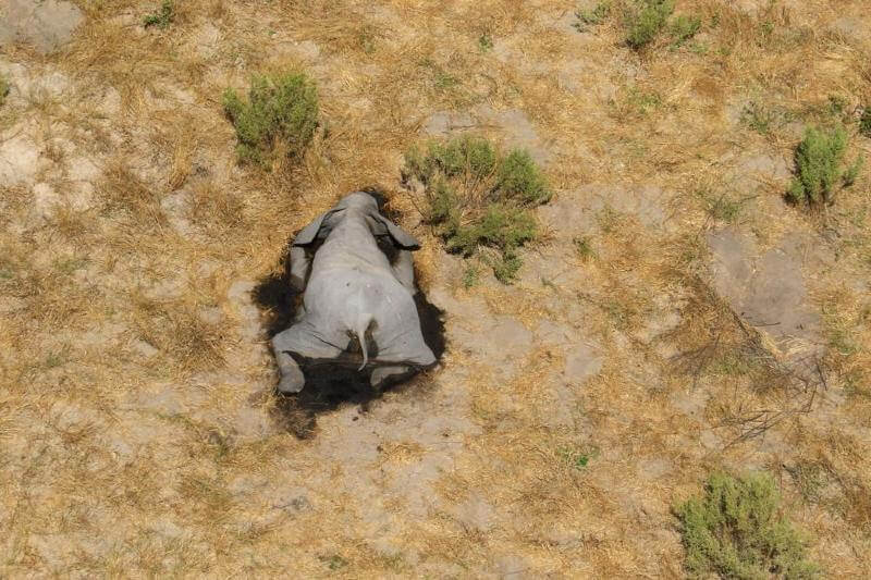 Cientos de elefantes aparecen muertos en Botsuana