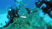 Cuba siembra arrecifes de corales en vivero marino