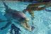 Delfines robóticos para evitar maltrato animal en acuarios