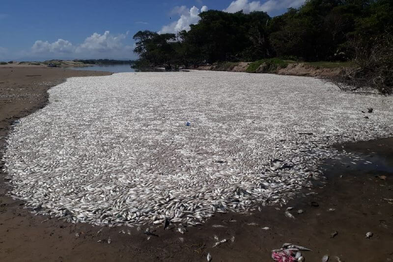 Encuentran miles de peces muertos en costas de Honduras