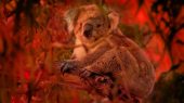 Koalas podrían extinguirse para 2050 en Australia