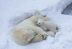 Mamás oso se niegan a dejar sus guaridas incluso frente amenaza petrolera