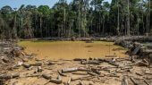 Más de 158 mil hectáreas deforestadas en Colombia