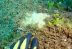 Nueva alga está matando corales en Hawaii