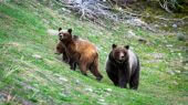 Se prohíbe la caza de osos en Yellowstone