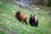 Se prohíbe la caza de osos en Yellowstone
