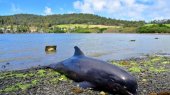 Encuentran del delfines muertos tras derrame de petróleo en isla Mauricio