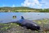 Encuentran del delfines muertos tras derrame de petróleo en isla Mauricio