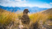 Aves nativas de Nueva Zelanda en peligro de extinción