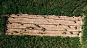 Destrucción de bosques desencadenará más pandemias