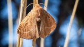 Polilla aprende a polinizar con contaminación ambiental