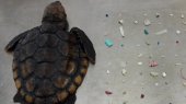 Tortugas marinas recien nacidas con microplásticos