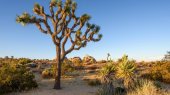 Árbol de Joshua se convierte en la primera planta protegida