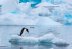 Derretimiento del hielo de la Antártida elevará el nivel del mar 2.5 m