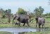 Resuelven el misterio de muertes masivas de elefantes