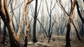 Incendios forestales: ¿por qué algunos árboles se queman y otros no?