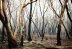 Incendios forestales: ¿por qué algunos árboles se queman y otros no?