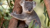 Koalas en peligro de extinción