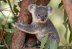 Koalas en peligro de extinción