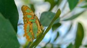 Las mariposas necesitan sombra