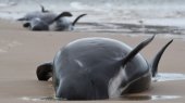 Varamiento masivo de ballenas en Australia