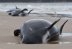 Varamiento masivo de ballenas en Australia