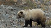 Animales silvestres se adaptan al cambio climático