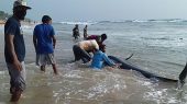 Rescatan 100 ballenas varadas en costas de Sri Lanka