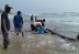 Rescatan 100 ballenas varadas en costas de Sri Lanka