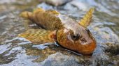 Rumania intenta salvar especie de pez prehistórica