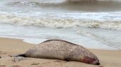 Investigan la muerte de 300 focas en el mar caspio