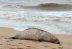 Investigan la muerte de 300 focas en el mar caspio