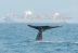 Barcos podrían colisionar con ballenas en peligro de extinción