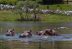 Científicos proponen sacrificar hipopótamos en Colombia para frenar su propagación