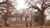 Crece el apoyo para la gran muralla verde en África